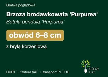 Brzoza brodawkowata 'Purpurea' obwód 6-8 cm, z bryłą – HURT
