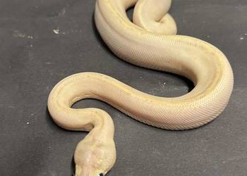 Pyton Regius - IVORY