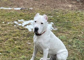 Młody Dog Argentyński