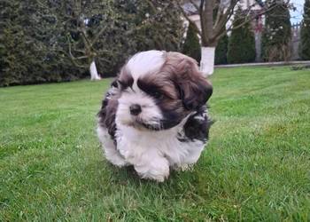 Szczeniak Shih Tzu- Piesek