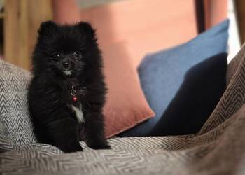 Szpic miniaturowy xxs miniaturowy piesek