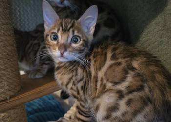 Kociaki Bengalskie gotowe do odbioru.