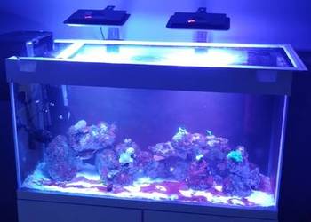 Akwarium Morskie 200l 100x40x50