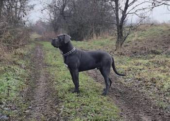 Cane corso 11 miesięcy piwa szuka domu