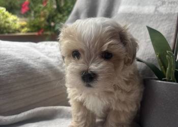 Maltipoo F1 piesek