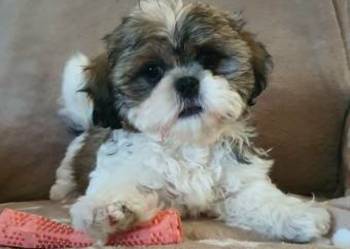Śliczny Piesek Shih Tzu