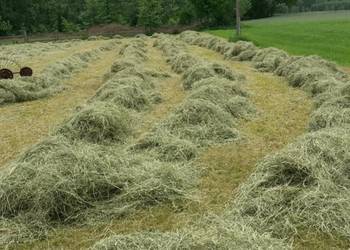 Dzierżawa łąki 2.4 h Janki gmina Somianka tłuste siano