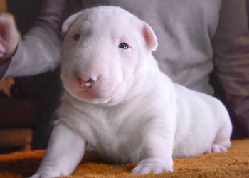 Bulterier Standard Samiec FCI