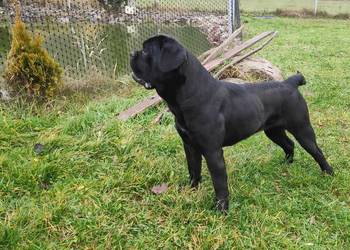 Cane Corso FCI suczka, zagraniczne krycie, wyjątkowa psychika