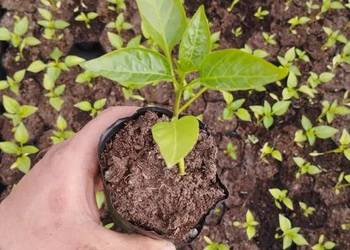 Sprzedam sadzonki papryki Aristotle F1 oraz Crusader F1 - doniczki P9