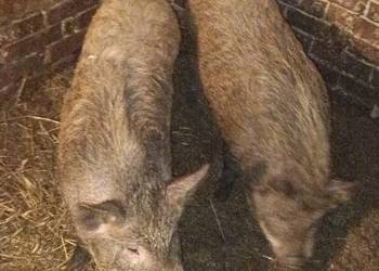 Świnio dziki swinki