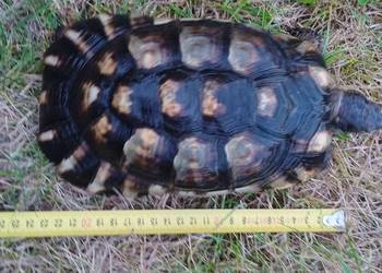 Żółw obrzeżony Testudo marginata – żółw obrzeżony