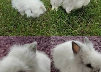Królik miniaturka karzelek Teddy i mini lop
