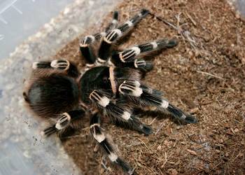 Acanthoscurria geniculata samica