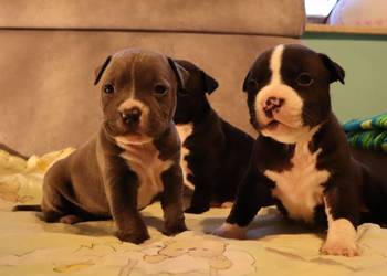 American Staffordsihre Terrier  szczeniak