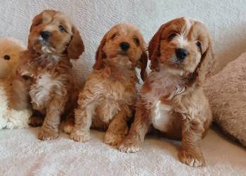Cockapoo F1 suczki/ Pudel / Cocker Spaniel Angielski