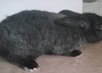 Sprzedam samicę młodą