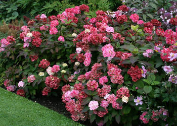 HORTENSJA PIŁKOWANA PREZIOSA - sadzonki w doniczkach