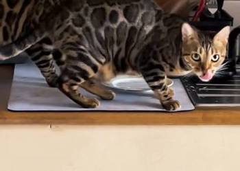 Najlepsza kotka Bengalska