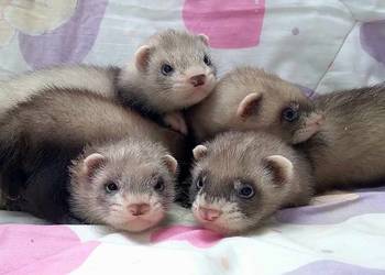 Fretka, fretki, tchórzofretki - hodowla WARSZAWA - ZAPOWIEDŹ MIOTÓW 2026