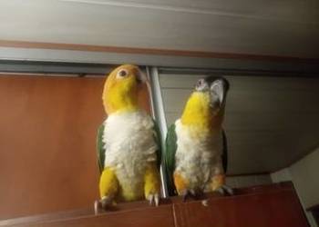 Barwinki para