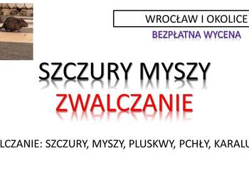 Deratyzacja na szczury Wrocław, cennik, zwalczanie myszy,