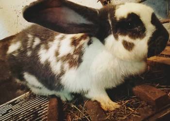 Sprzedam szczepione samice