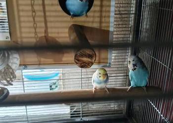 Papużki faliste samiczki