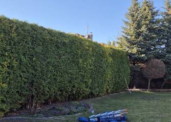 Cięcie tui, drzew owocowych, porządkowanie ogrodów, trawniki - Białystok i