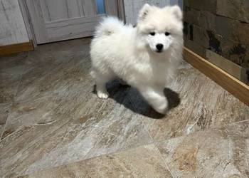 Szczenięta Samoyed