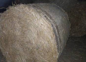 Sprzedam słomę  przenną