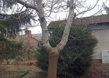 drzewo orzecha włoskiego.