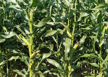 Nasiona kukurydza SY Olivia FAO 240-250 na ziarno