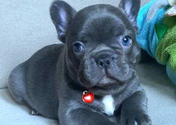 Buldog francuski piesek