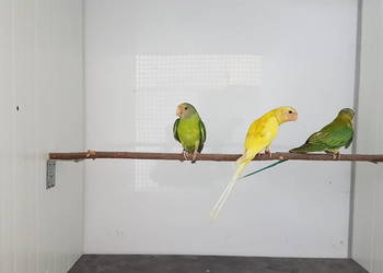 Aleksandretta śliwogłowa , aleksandretty śliwogłowe dilute  2025r.