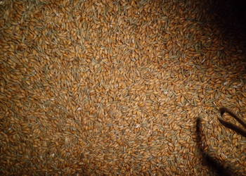 Pszenżyto paszowe oraz żyto ok.40 ton