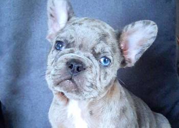 Buldog francuski pieski