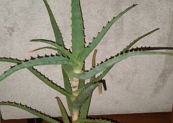 Aloes, duża wieloletnia roślina, wysokość  50cm