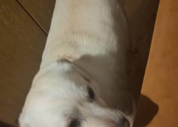 Oddam pieska w dobre ręce