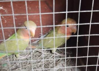 Papugi nierozłączki