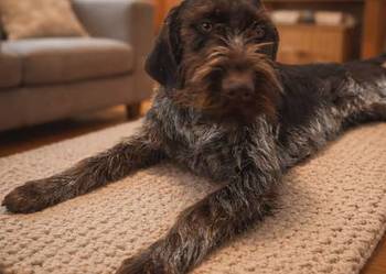 Wyżeł niemiecki szorstkowłosy - suka