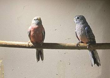 Spzedam papugi lilianki