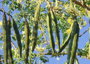 MORINGA OLEJODAJNA Moringa oleifera - NASIONA 100g