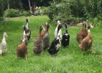 Jaja lęgowe kaczek biegusów, z czubem