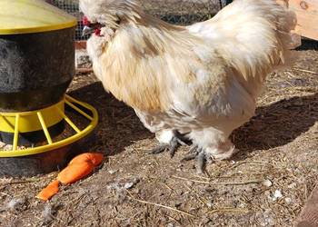 Sprzedam koguty rasy Silka