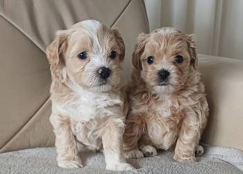 Śliczne Maltipoo F1