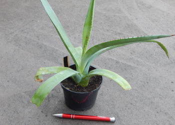 Żadka agawa kolekcjonerska z Meksyku - Agave aurea Cabo San Lucas