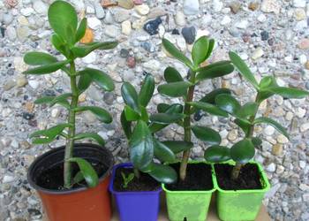 Grubosz jajowaty Crassula Ovata drzewko szczęścia