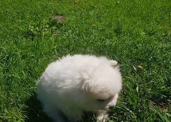 Szpic pomeranian