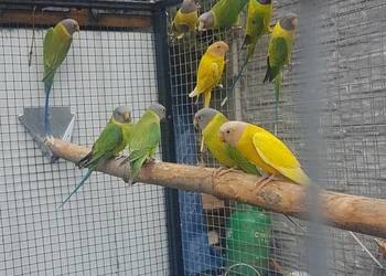 Aleksandretta śliwogłowa